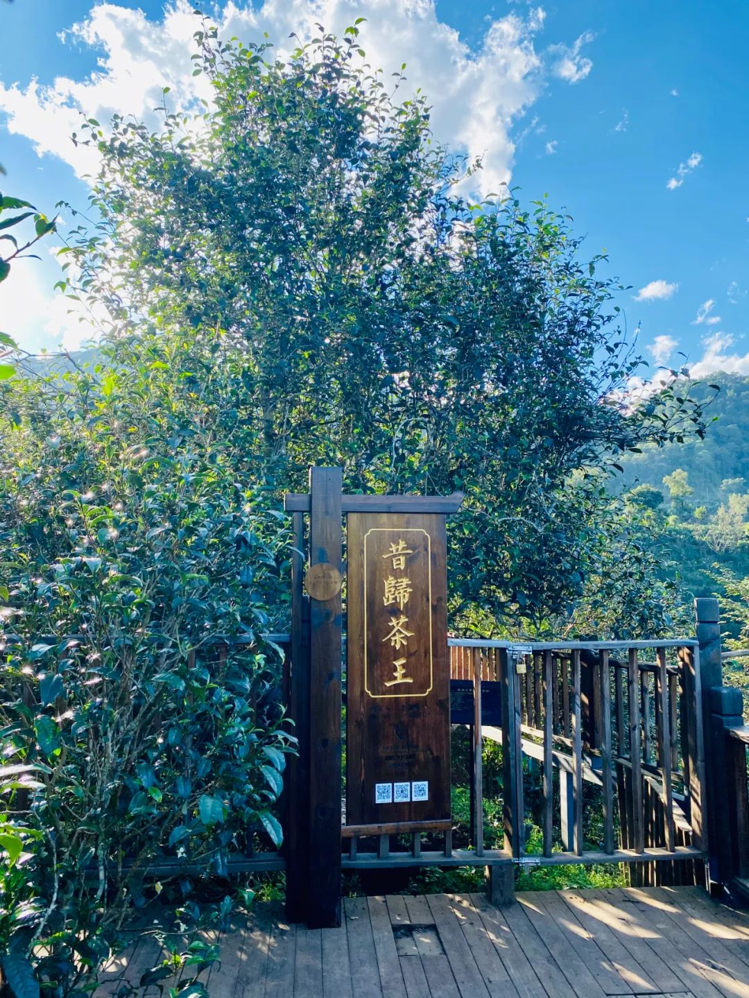 昔歸茶文化景區(qū)
