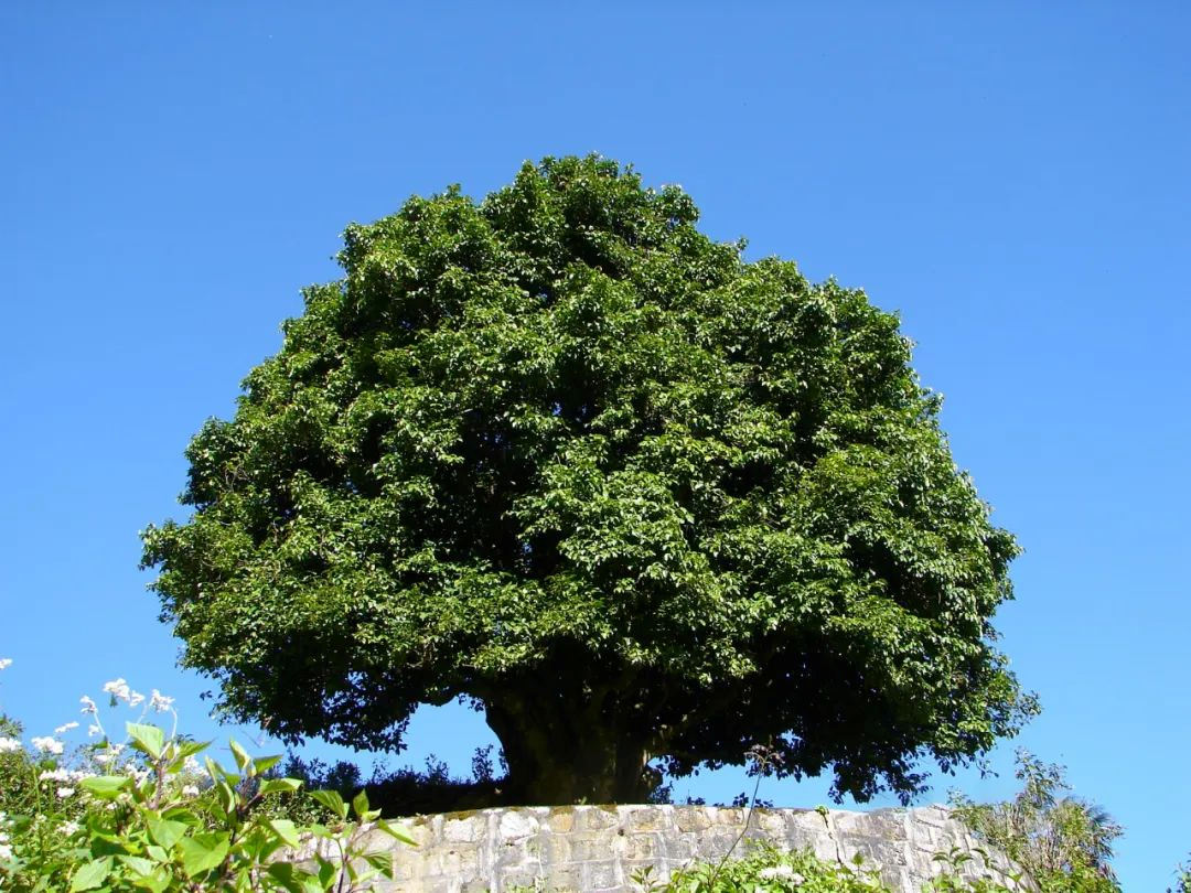 錦秀茶尊景區(qū)